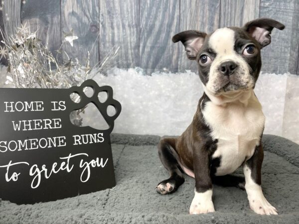 Boston Terrier-DOG-Male-Brindle / White-8027-Petland Athens, OH
