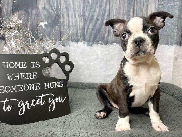 Boston Terrier DOG Male Brindle / White 8027 Petland Athens, OH