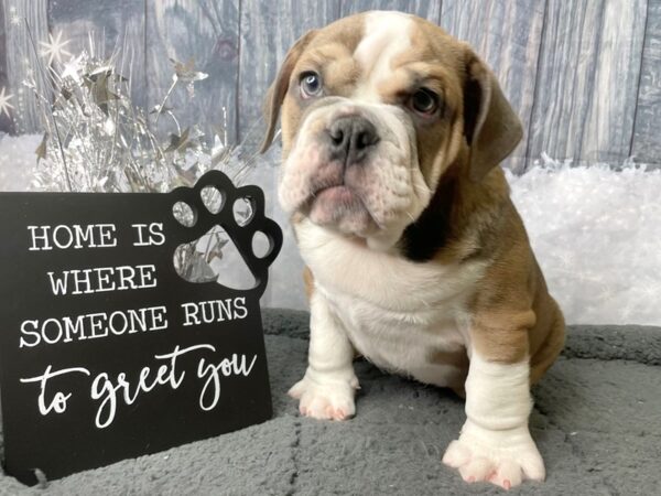 Bulldog-DOG-Male-Bronze-8028-Petland Athens, OH