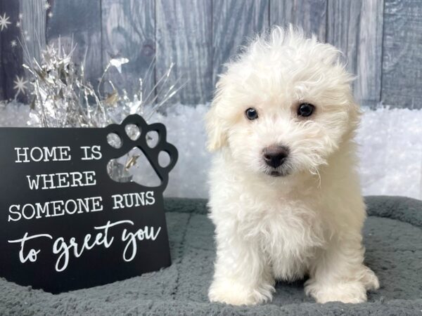 Bichon Frise DOG Male White 8032 Petland Athens, OH