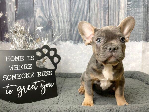 French Bulldog-DOG-Male-Blue / Tan-8035-Petland Athens, OH