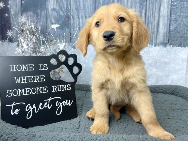 Golden Retriever DOG Male Golden 8036 Petland Athens, OH