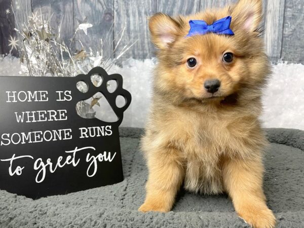 Pomeranian DOG Female Sable 8037 Petland Athens, OH