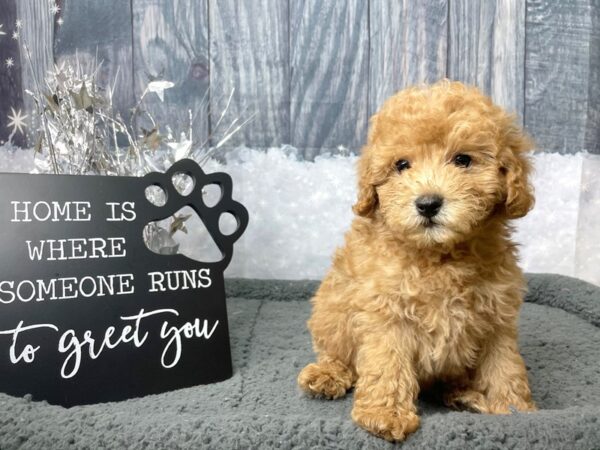 Poodle DOG Male Cream 8038 Petland Athens, OH