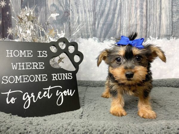 Silky Terrier DOG Female Black / Tan 8040 Petland Athens, OH