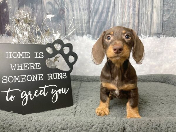 Dachshund DOG Female Chocolate / Tan 8052 Petland Athens, OH