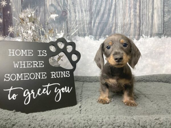 Dachshund DOG Male Blue 8051 Petland Athens, OH