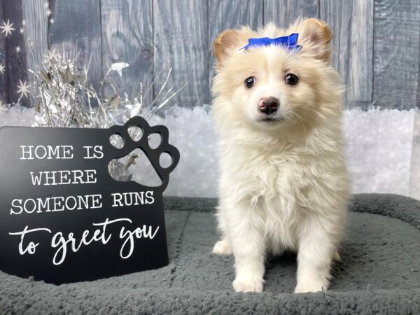 Pomeranian/American Eskimo-DOG-Female-White / Biscuit-8049-Petland Athens, OH