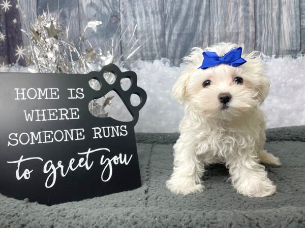 Maltese DOG Female White 8048 Petland Athens, OH