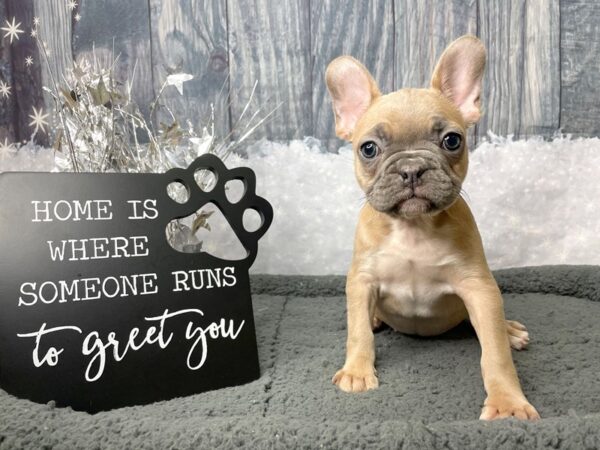 French Bulldog DOG Female Blue Fawn 8047 Petland Athens, OH