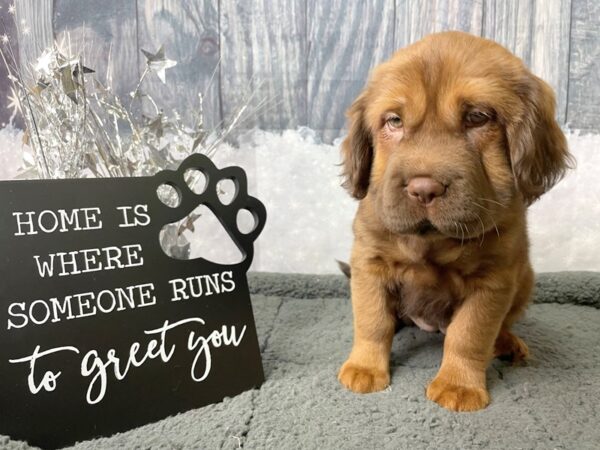 Mini Hippo DOG Female brindle wh 8046 Petland Athens, OH