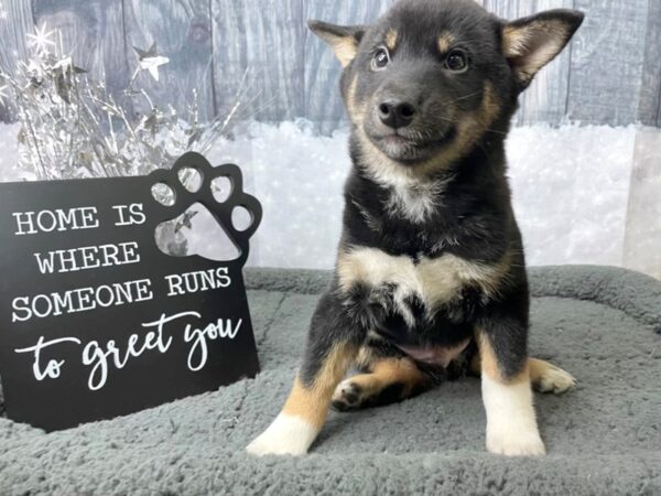 Shiba Inu DOG Male black/tan 8044 Petland Athens, OH