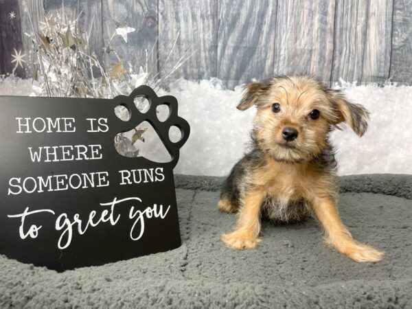 Yorkshire Terrier DOG Male Black / Tan 8041 Petland Athens, OH