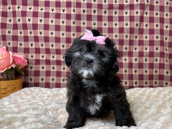 ShizaPoo DOG Female Black / Silver 8060 Petland Athens, OH