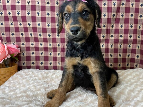 Poodle/Airedale Terrier DOG Female Black / Tan 8059 Petland Athens, OH