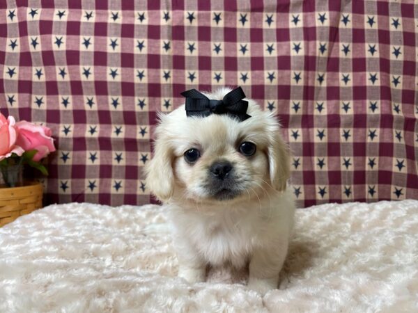 Pekingese-DOG-Female-Cream-8056-Petland Athens, OH