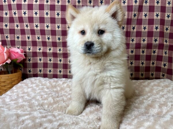 Chow Chow DOG Male Cream 8055 Petland Athens, OH