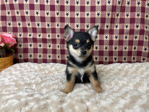 Chihuahua DOG Male Black / Tan 8054 Petland Athens, OH