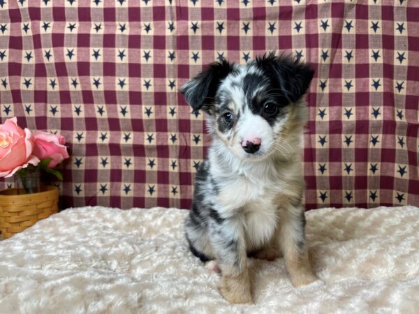 Toy Australian Shepherd DOG Male Blue Merle 8058 Petland Athens, OH