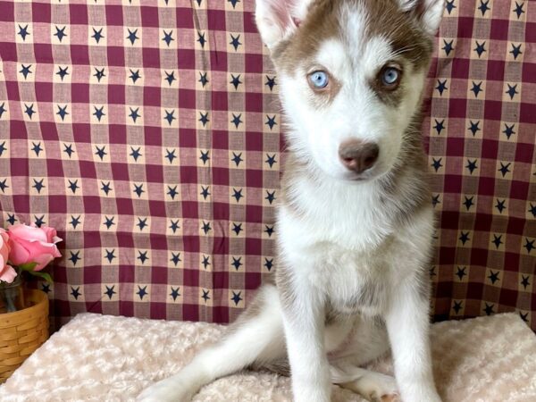 Siberian Husky DOG Female Red / White 8029 Petland Athens, OH