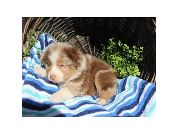 Australian Shepherd DOG Male Red Merle 8065 Petland Athens, OH