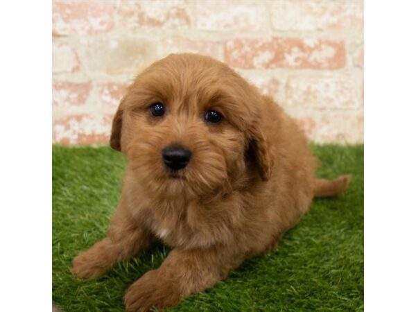 Goldendoodle Mini-DOG-Female-Red-8064-Petland Athens, OH