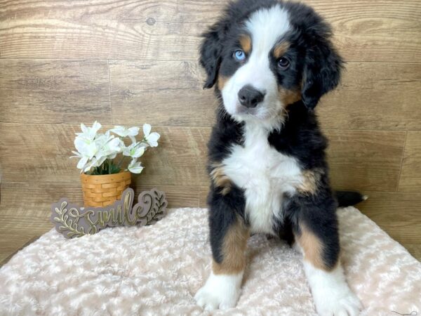 Bernese Mountain Dog DOG Male Black White / Tan 8062 Petland Athens, OH