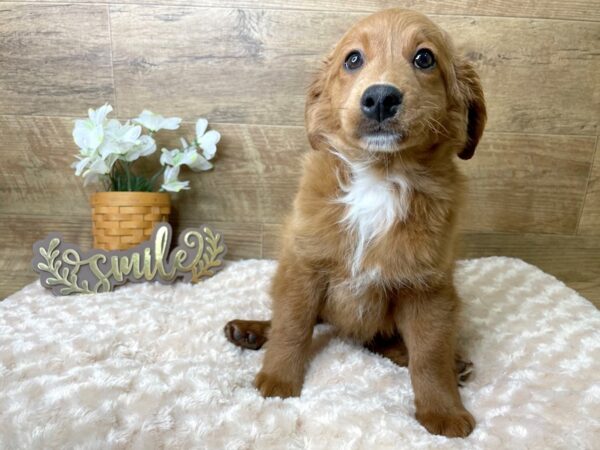 Goldendoodle Mini-DOG-Male-Red-8063-Petland Athens, OH