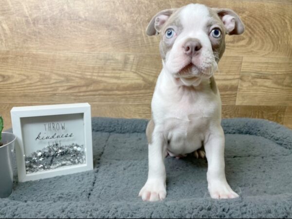 Boston Terrier DOG Male Lilac 8072 Petland Athens, OH