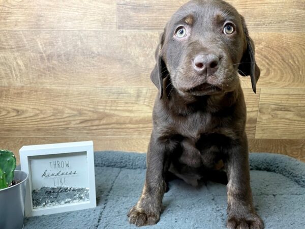 Labrador Retriever-DOG-Male-Chocolate/Brindle-8073-Petland Athens, OH