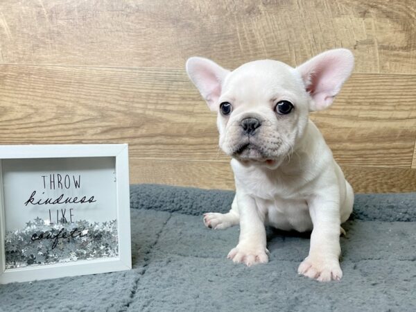 French Bulldog DOG Female Cream 8084 Petland Athens, OH