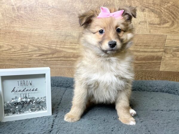 Pomeranian DOG Female Sable 8081 Petland Athens, OH