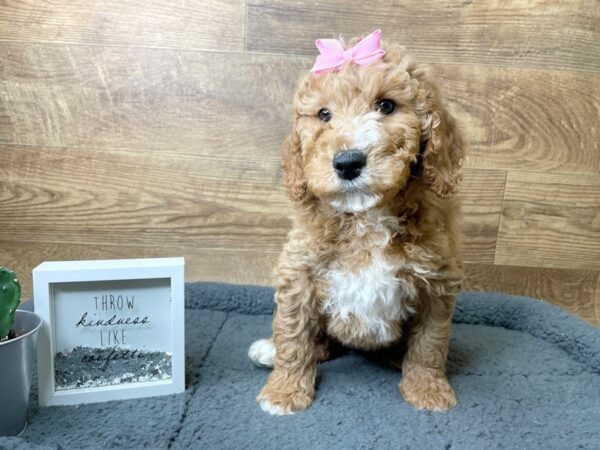 Poodle/Goldendoodle DOG Female Red 8080 Petland Athens, OH