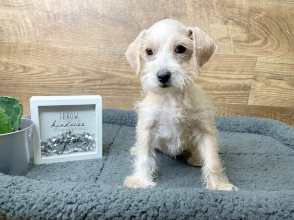 Miniature Schnauzer/Miniature Schnauzer-DOG-Female-Apricot-8079-Petland Athens, OH