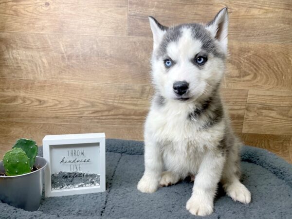 Siberian Husky DOG Male Black / White 8077 Petland Athens, OH