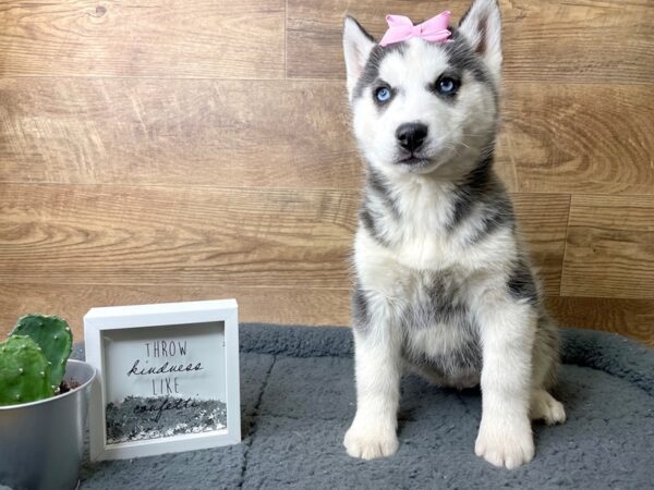 Siberian Husky DOG Female Black / White 8076 Petland Athens, OH