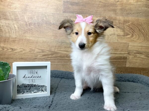 Shetland Sheepdog DOG Female Sable / White 8075 Petland Athens, OH