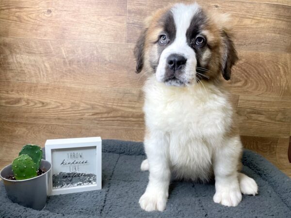 Saint Bernard DOG Male Mahogany / White 8074 Petland Athens, OH