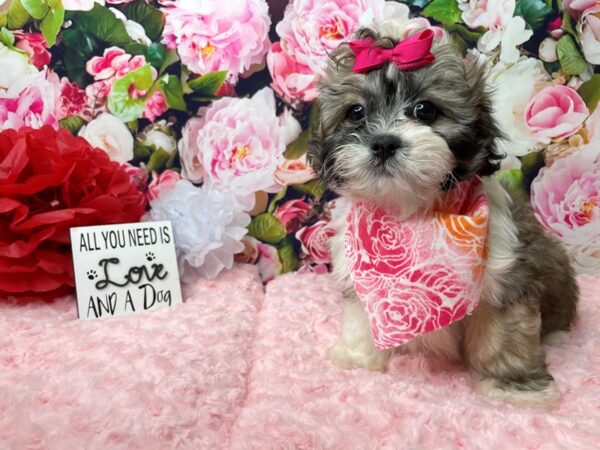 Bichon Frise / Shih Tzu-DOG-Female-Gld & white-8103-Petland Athens, OH