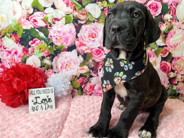 Cane Corso-DOG-Male-Brindle-8102-Petland Athens, OH