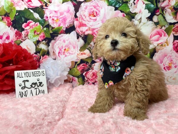 Poodle DOG Male Apricot 8101 Petland Athens, OH