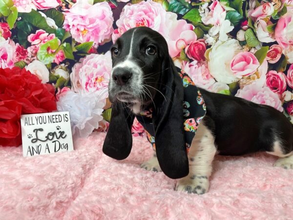 Basset Hound-DOG-Male-Black / White-8100-Petland Athens, OH