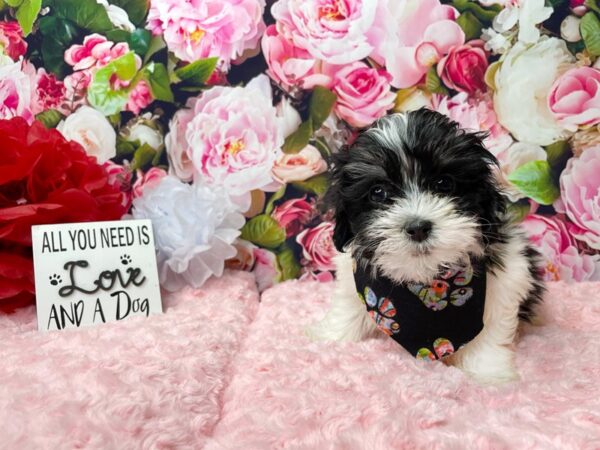 Poodle/Maltese DOG Male Black / White 8099 Petland Athens, OH