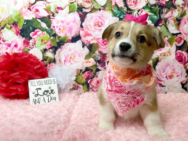 Pembroke Welsh Corgi DOG Female Sable / White 8097 Petland Athens, OH