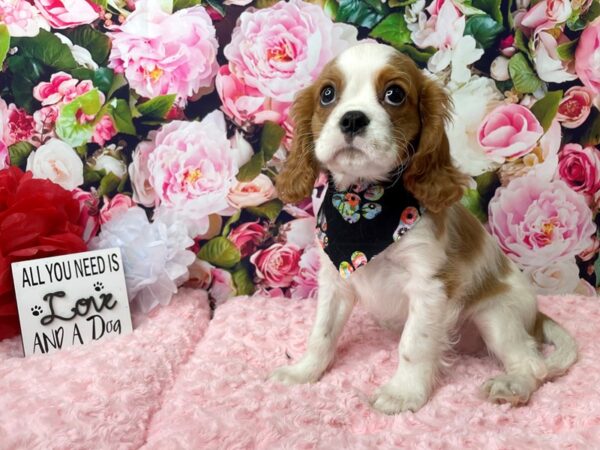 Cavalier King Charles Spaniel-DOG-Male-Blenheim-8095-Petland Athens, OH