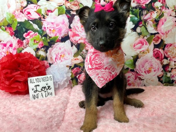 German Shepherd DOG Female Tri color 8094 Petland Athens, OH