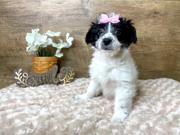 Sheepadoodle DOG Female 8066 Petland Athens, OH