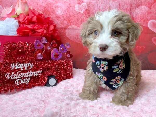 Mini Bernedoodle DOG Male Chocolate Merle 8113 Petland Athens, OH