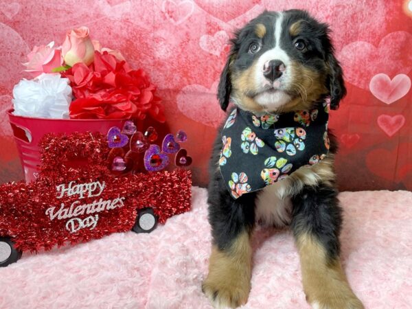 Bernese Mountain Dog-DOG-Male-Black Tan / White-8112-Petland Athens, OH