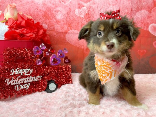 Miniature Australian Shepherd DOG Female Red 8110 Petland Athens, OH